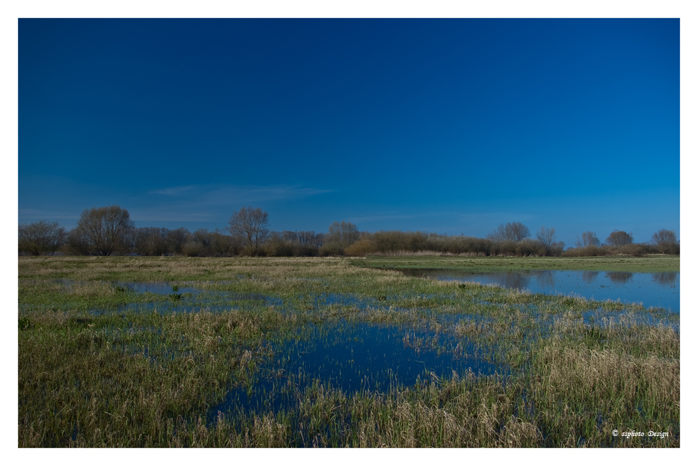 Elbwiese bei Lauenburg