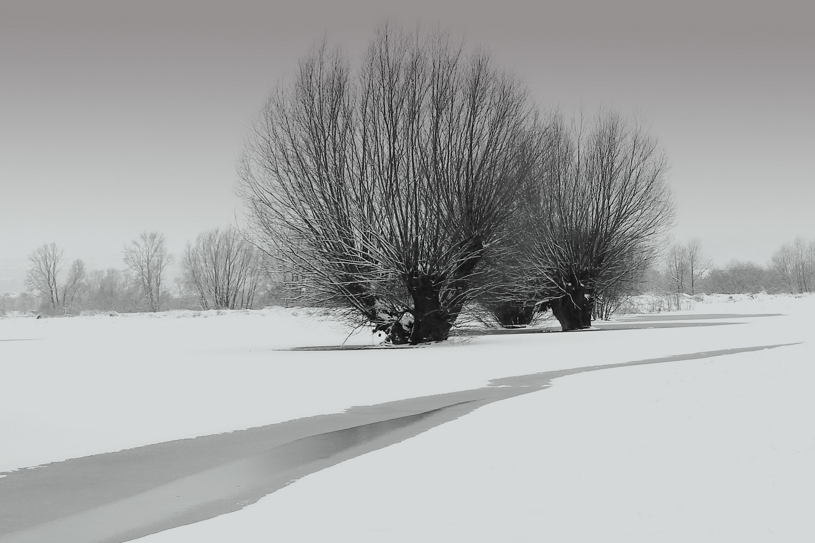 Elbwiesen im Winter