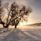 Elbwiesen nahe Blaues Wunder im Winter