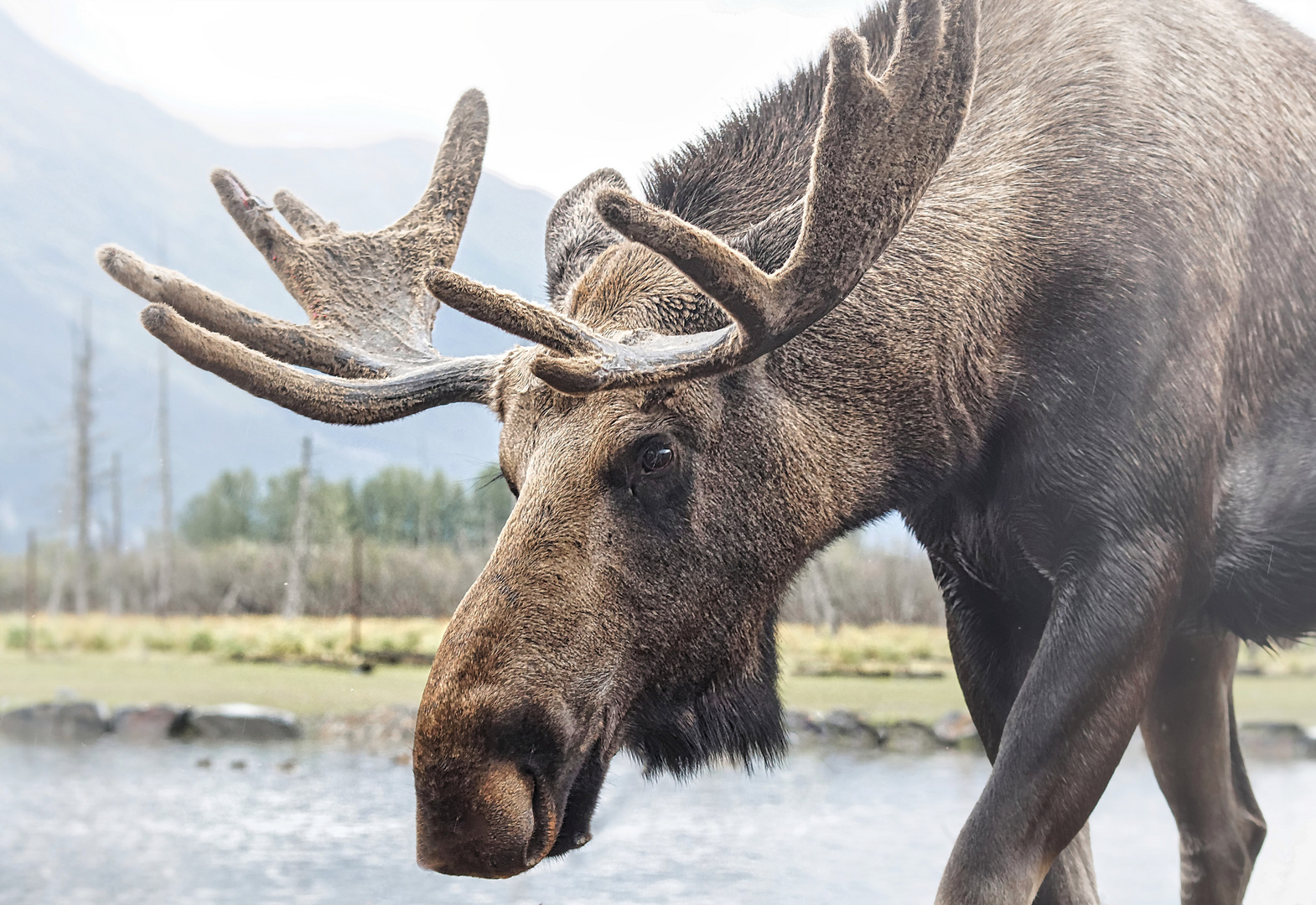 Elch Foto & Bild north america, united states, tiere Bilder auf