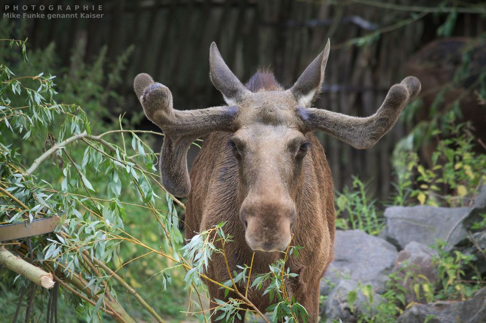 Elch Foto & Bild tiere, zoo, wildpark & falknerei, zoom erlebniswelt