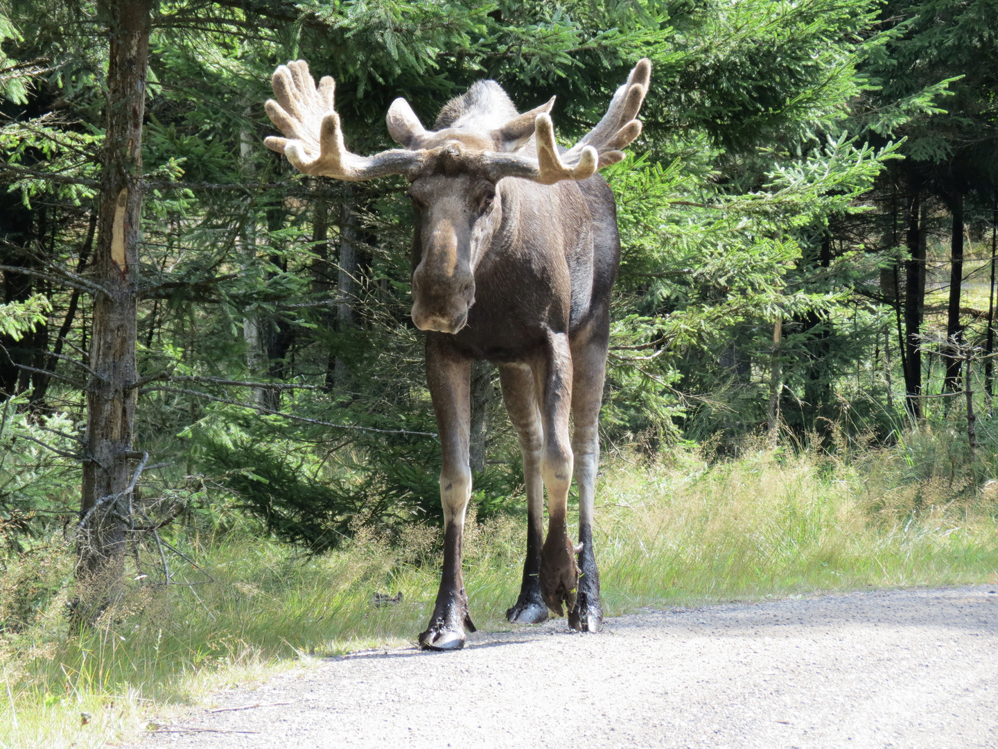 Elch Foto & Bild tiere, wildlife, säugetiere Bilder auf