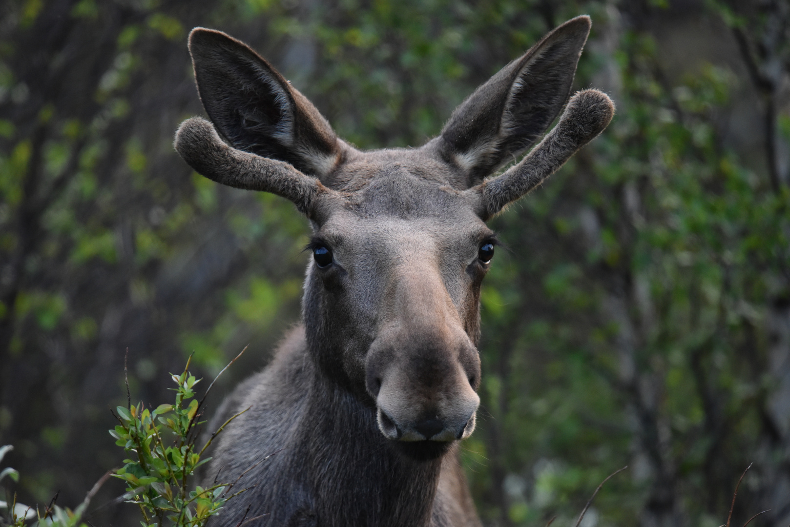 Elch Foto & Bild natur, porträt, moose Bilder auf