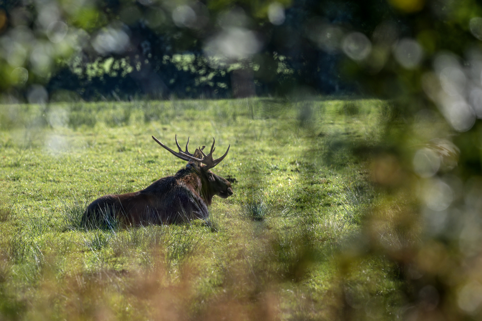 Elch (Alces alces)