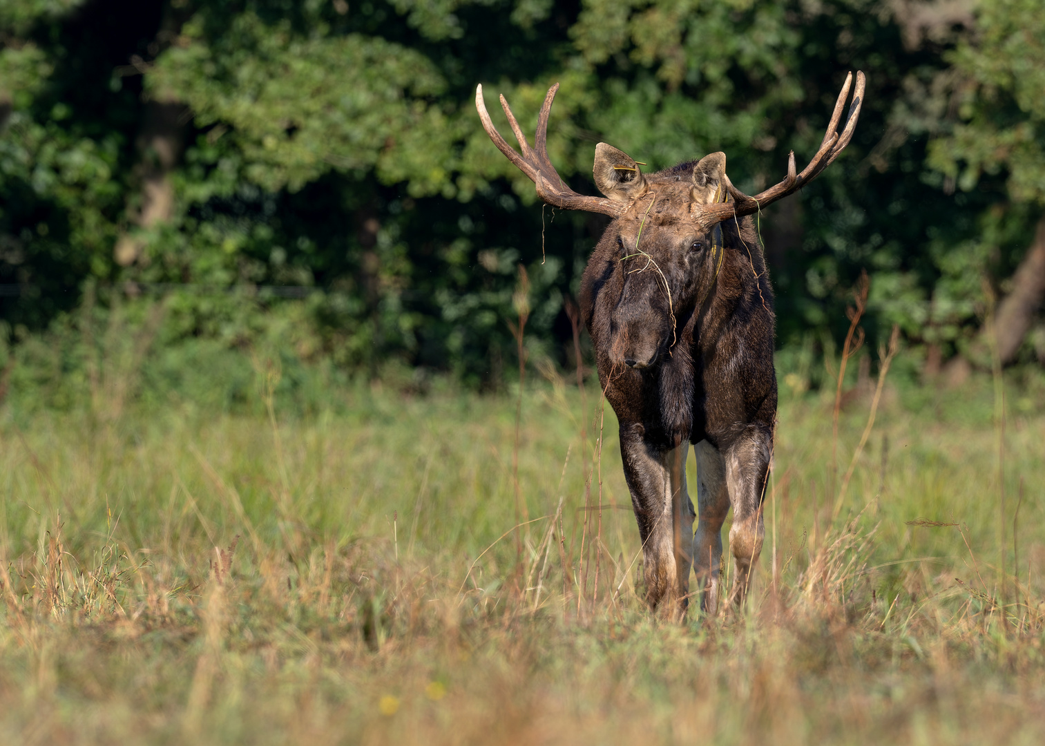  Elch (Alces alces)