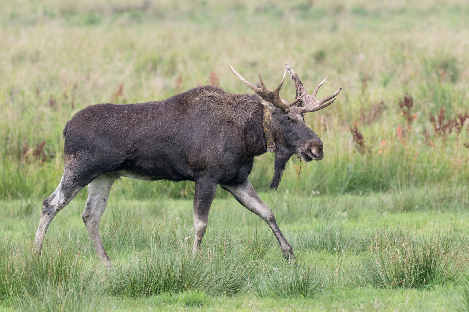 Elch (Alces alces)