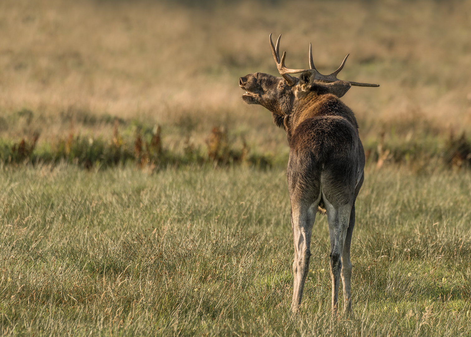 Elch (Alces alces)