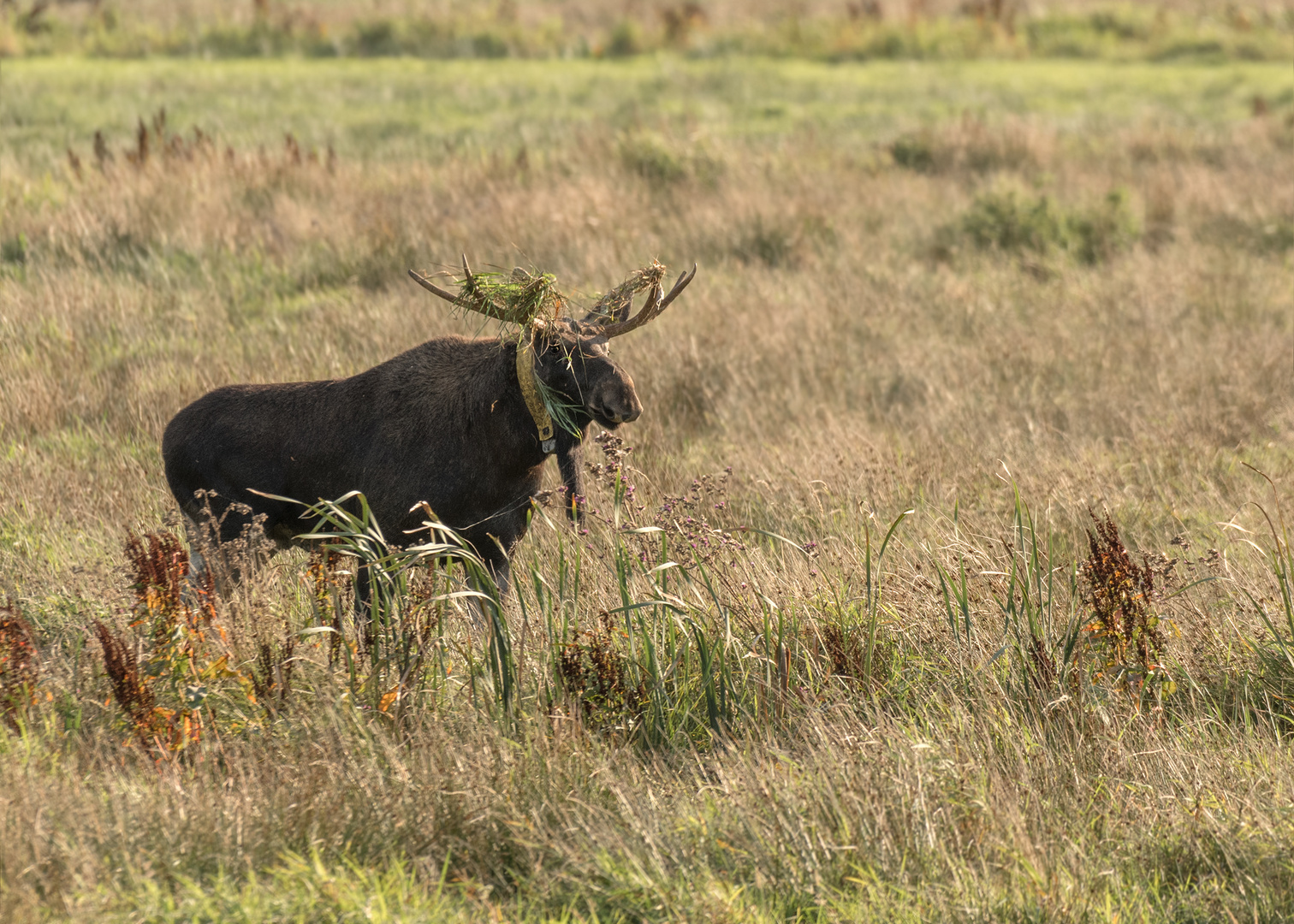 Elch (Alces alces)