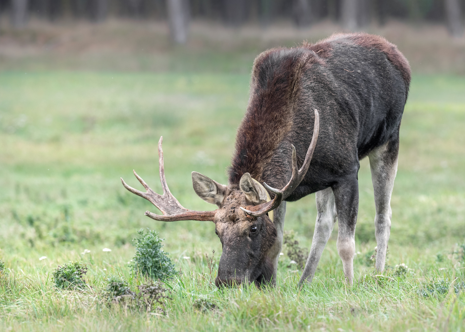 Elch (Alces alces)