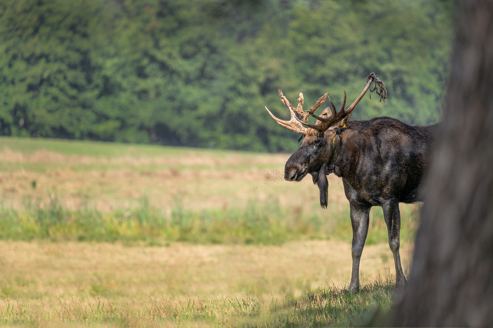 Elch (Alces alces)