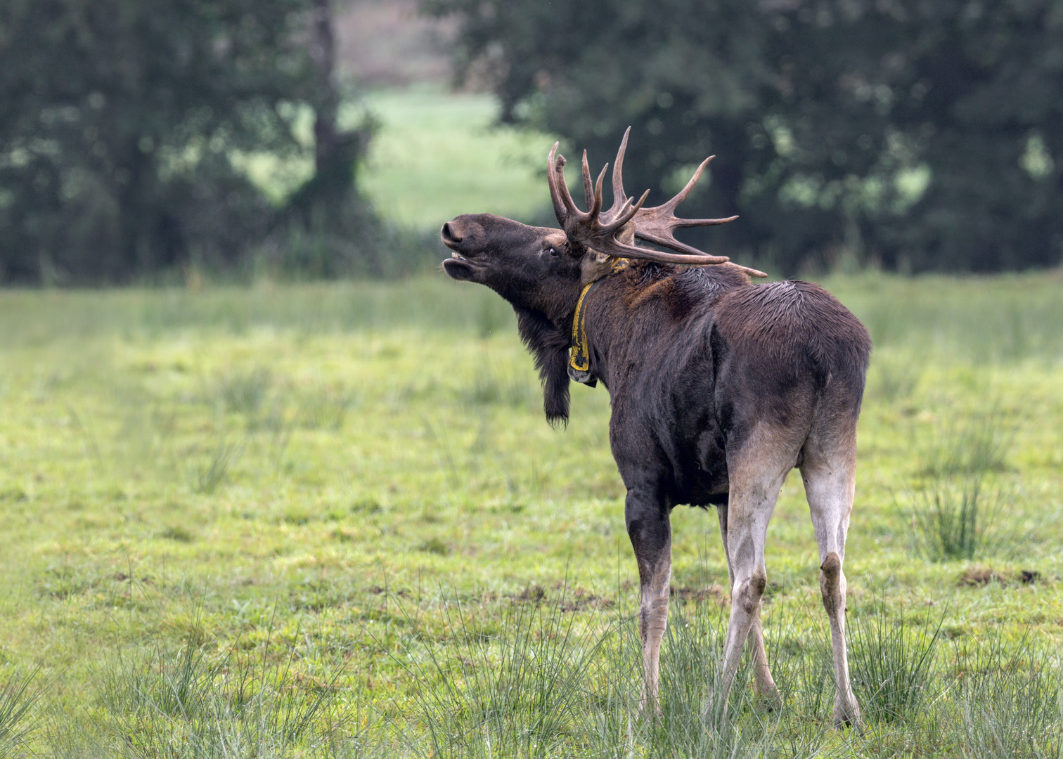 Elch (Alces alces)