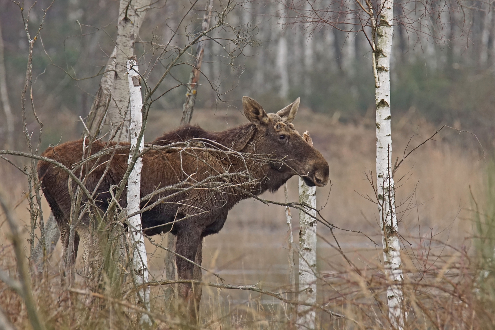 Elch (Alces alces)