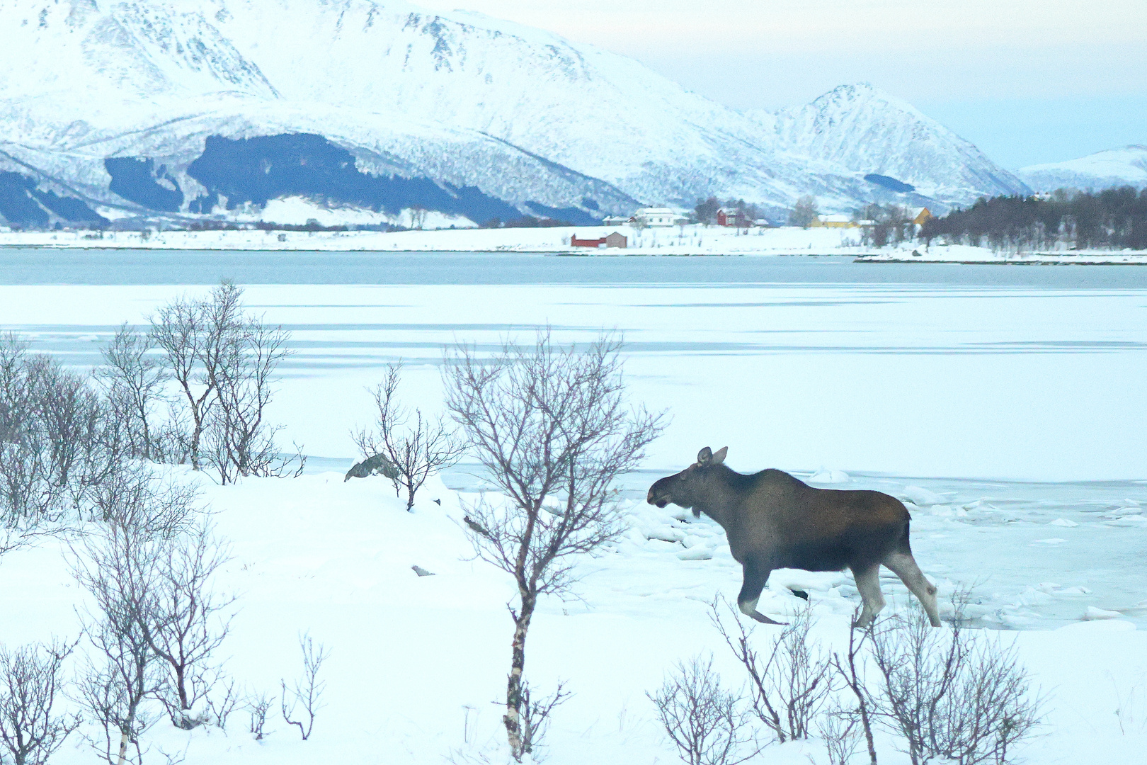 Elch am Fjord