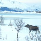 Elch am Fjord