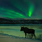  Elch am Tysfjord Norwegen mit Nordlicht