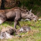 Elch Bayrischer Wald