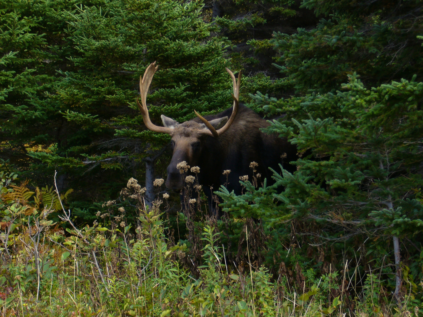 Elch bei Cheticamp, Nova Scotia, Canada