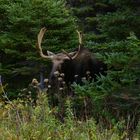 Elch bei Cheticamp, Nova Scotia, Canada