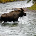 Elch bei der Flussdurchquerung