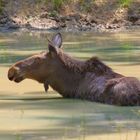 Elch beim Baden