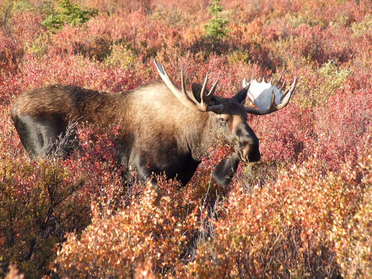 Elch-Bulle im Denali Nationalpark/Alaska