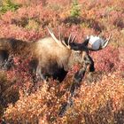 Elch-Bulle im Denali Nationalpark/Alaska