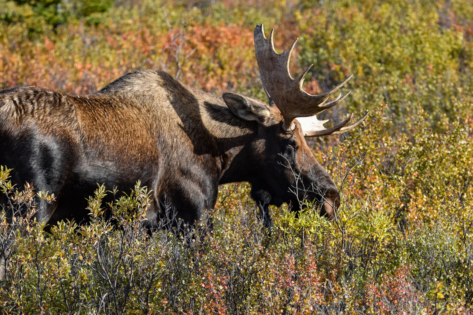 Elch-Bulle in Alaska