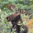 Elch-Frühstück in Denali....