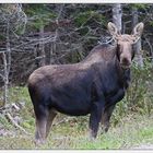 Elch im Cape Breton Nationalpark