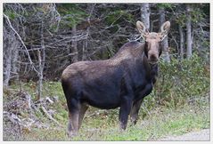 Elch im Cape Breton Nationalpark