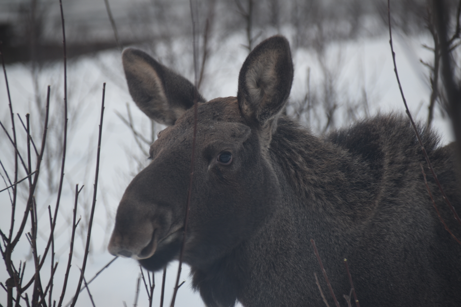 Elch im Garten in Tromsø