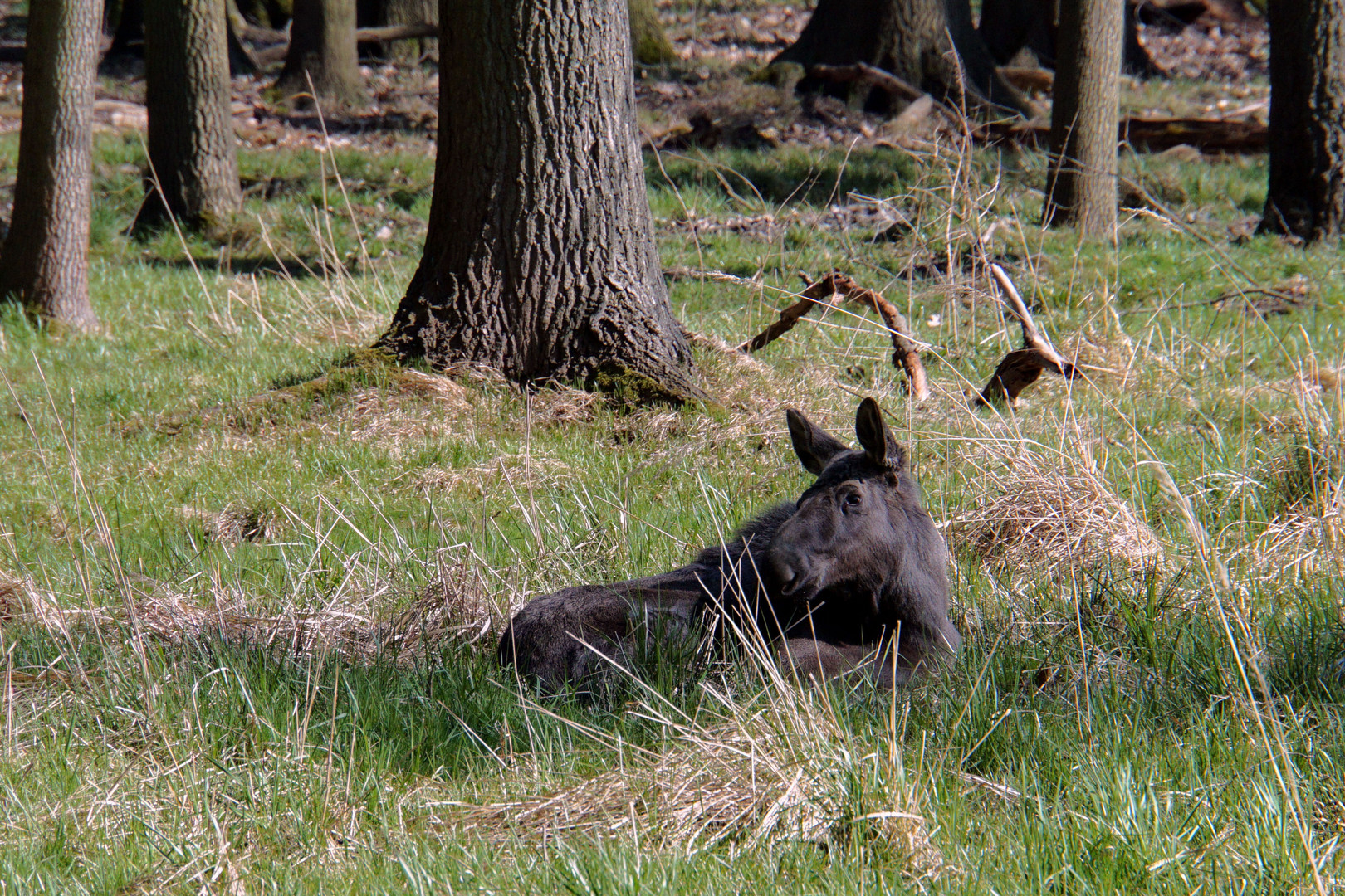 Elch im Gras