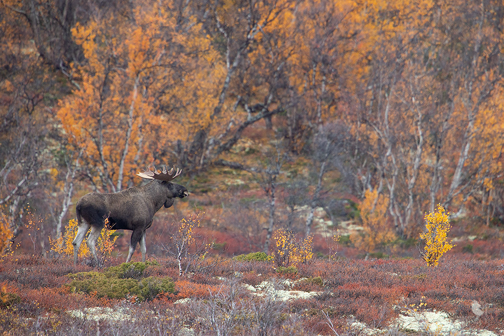 Elch im herbstlichen Norwegen