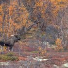 Elch im herbstlichen Norwegen