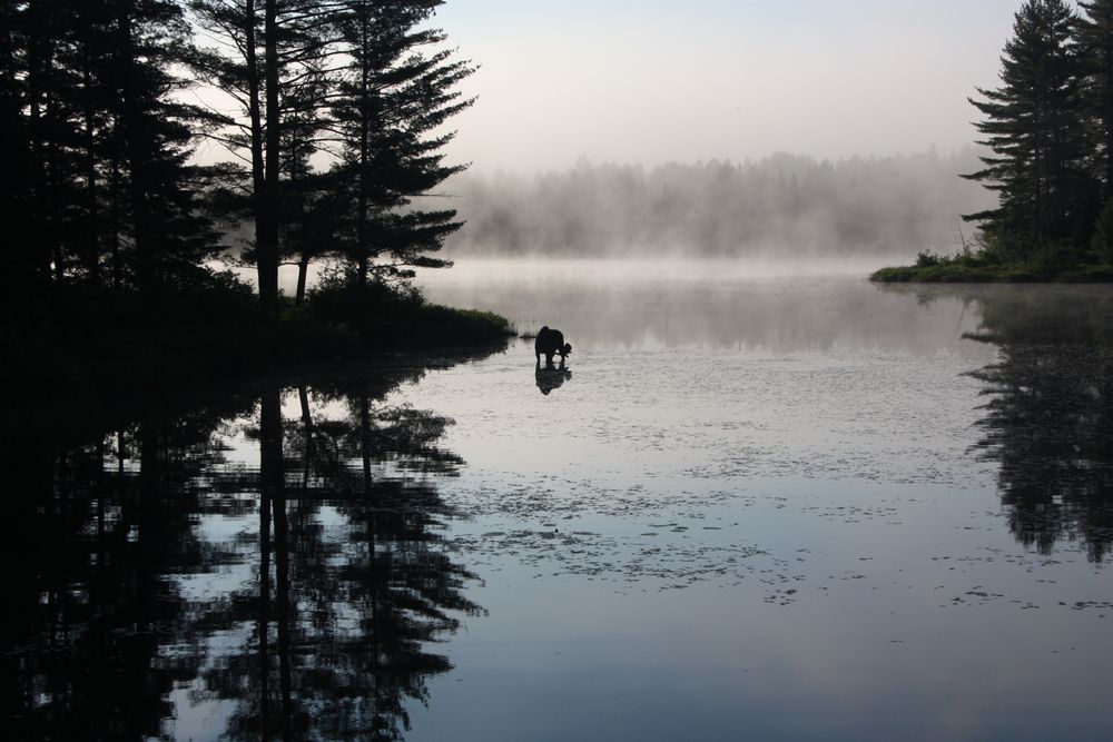 Elch im Morgengrauen von Hesthö 