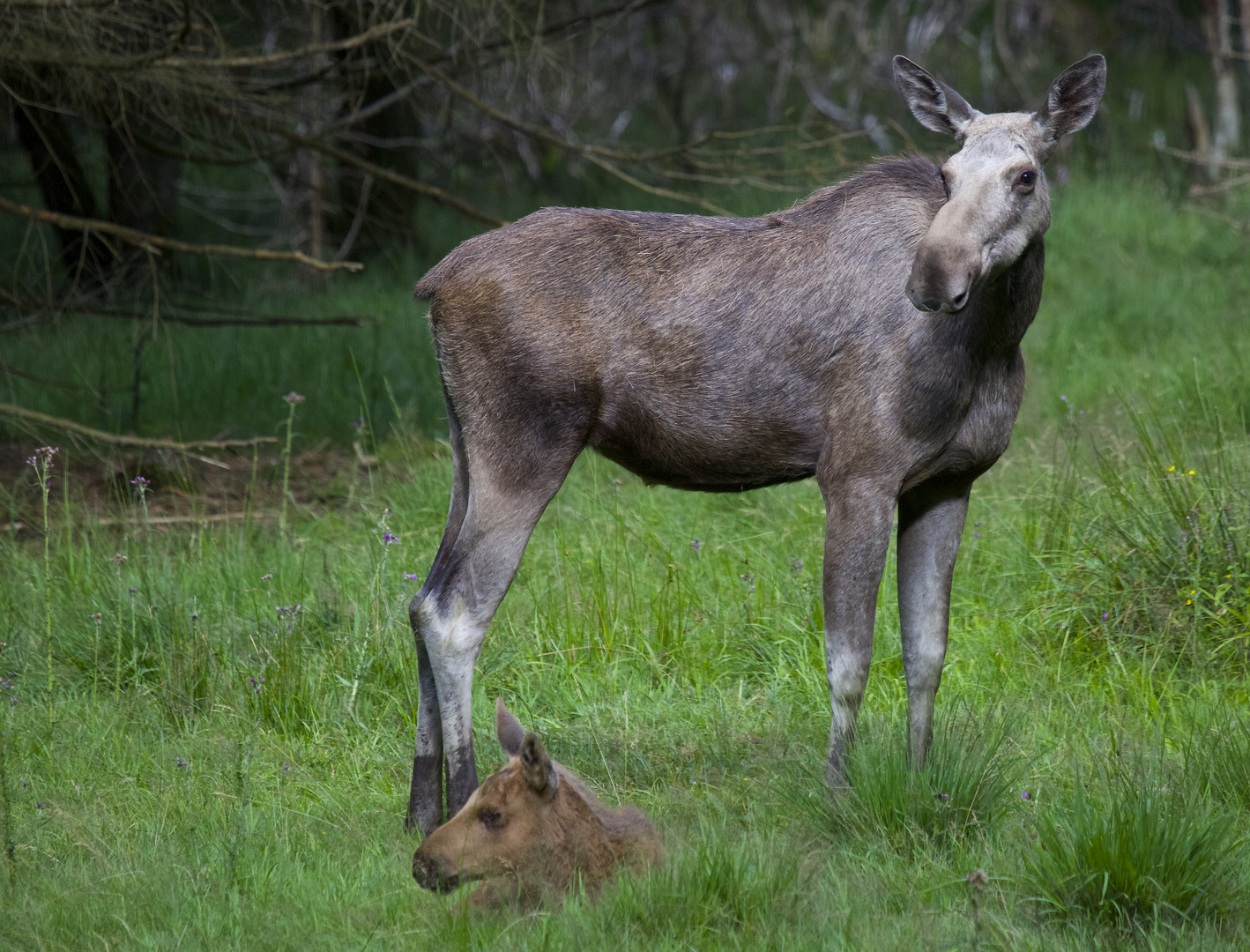 Elch im national park bay.wald