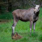 Elch im national park bay.wald