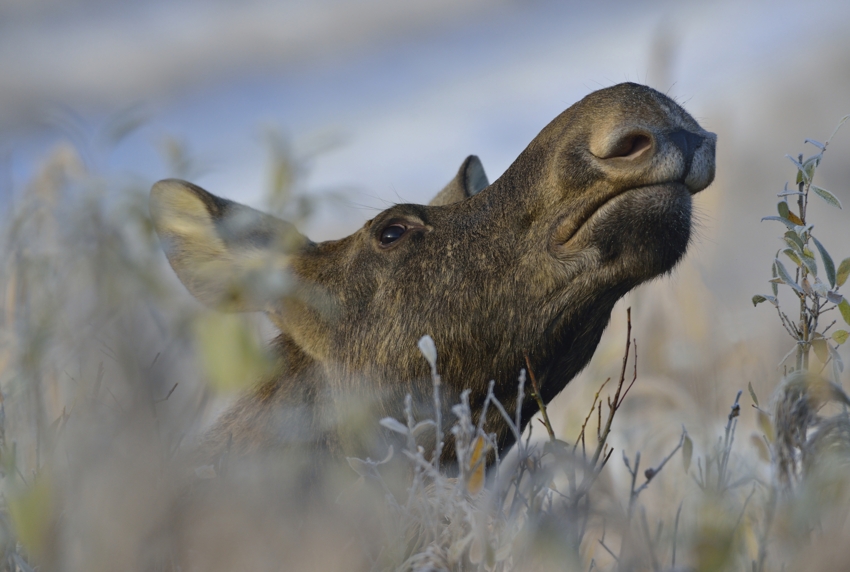 Elch im Nationalpark Biebrza