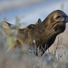 Elch im Nationalpark Biebrza