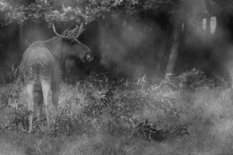 Elch im Nebel