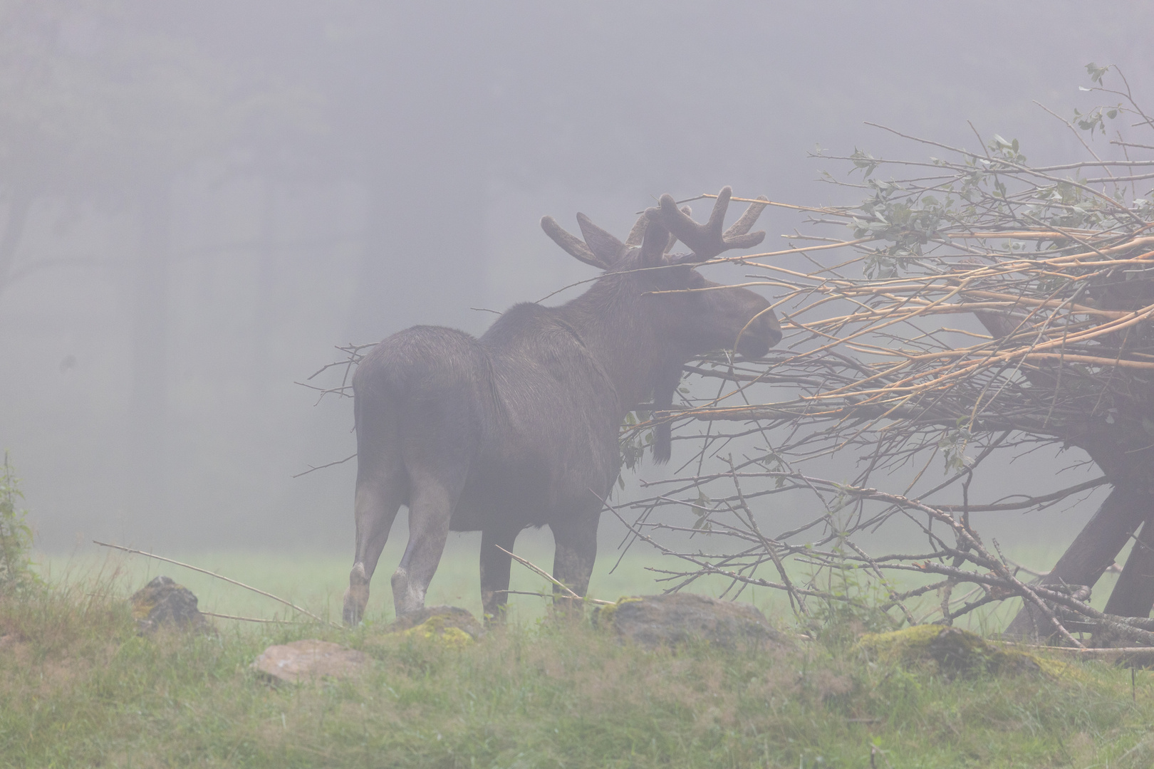 Elch im Nebel