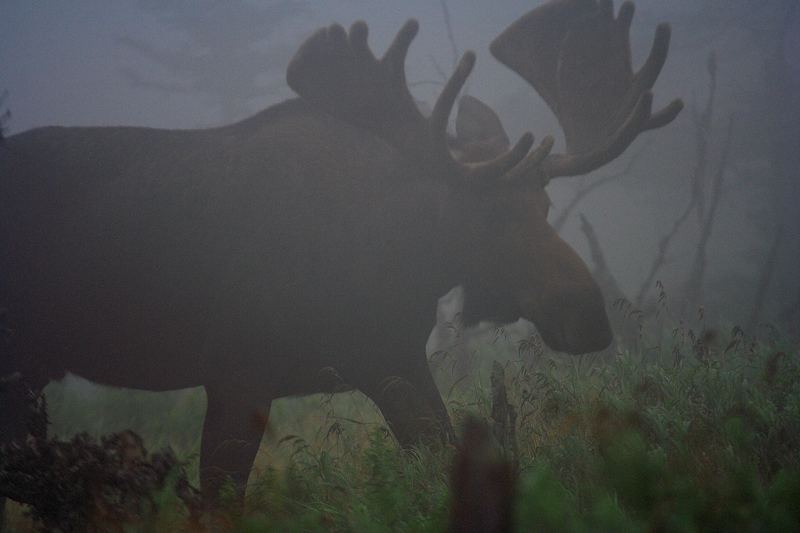 Elch im Nebel