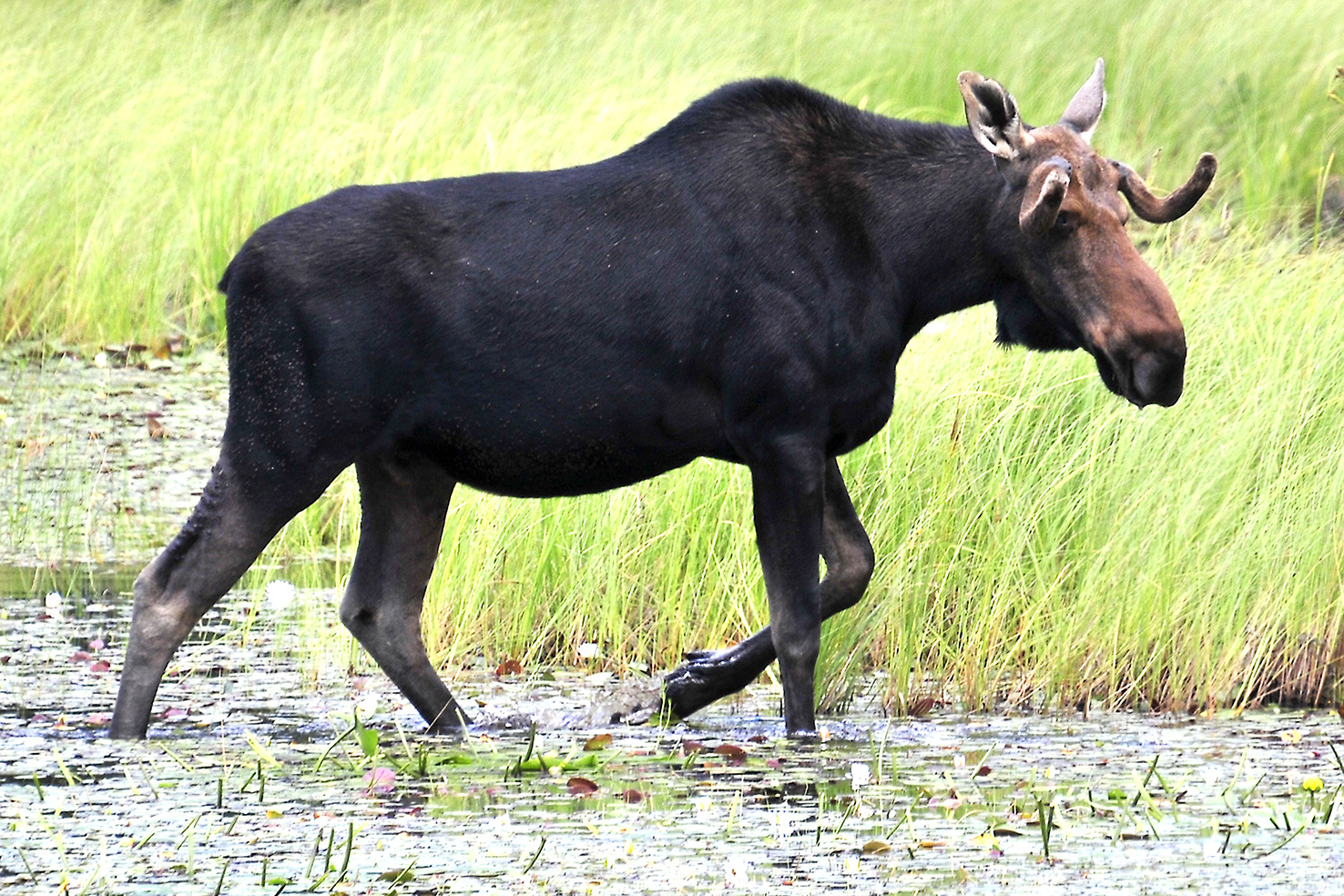 Elch im Sarek Nationalpark