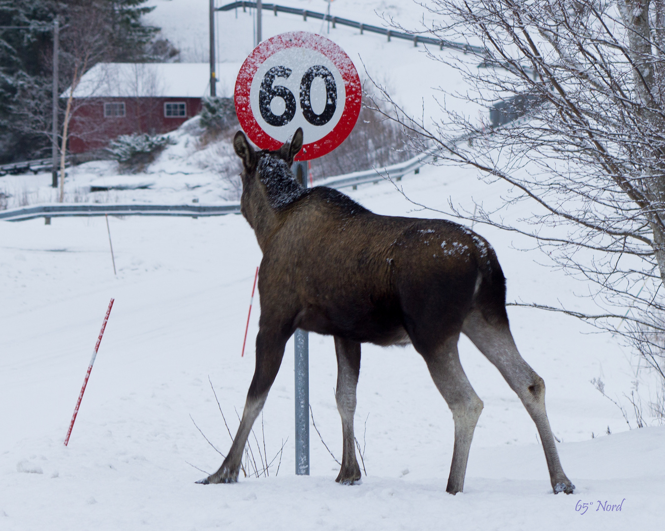 Elch im Straßenverkehr