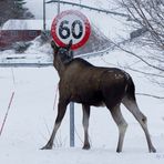 Elch im Straßenverkehr