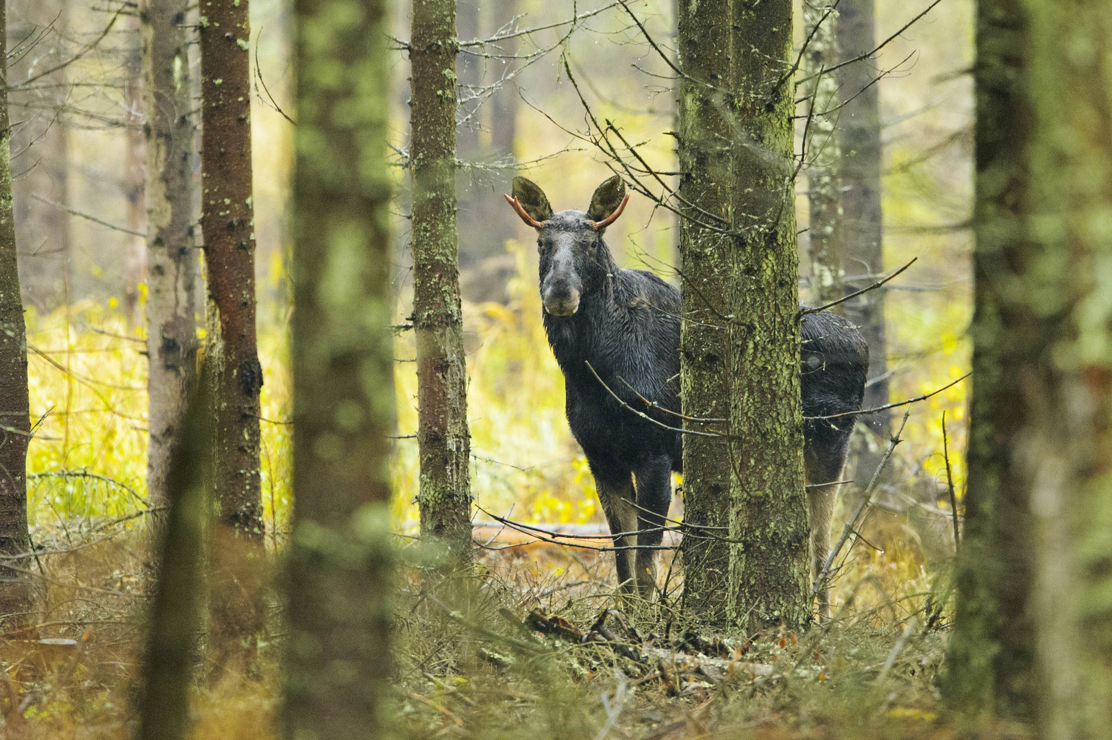 Elch im Wald