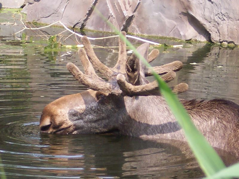 Elch im Wasser