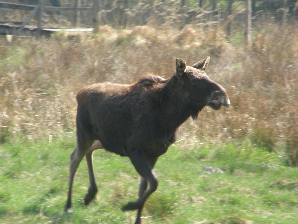 Elch im Wildpark Schorfheide