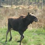 Elch im Wildpark Schorfheide