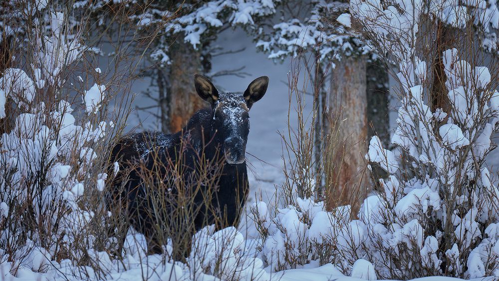 Elch im Wintermärchen